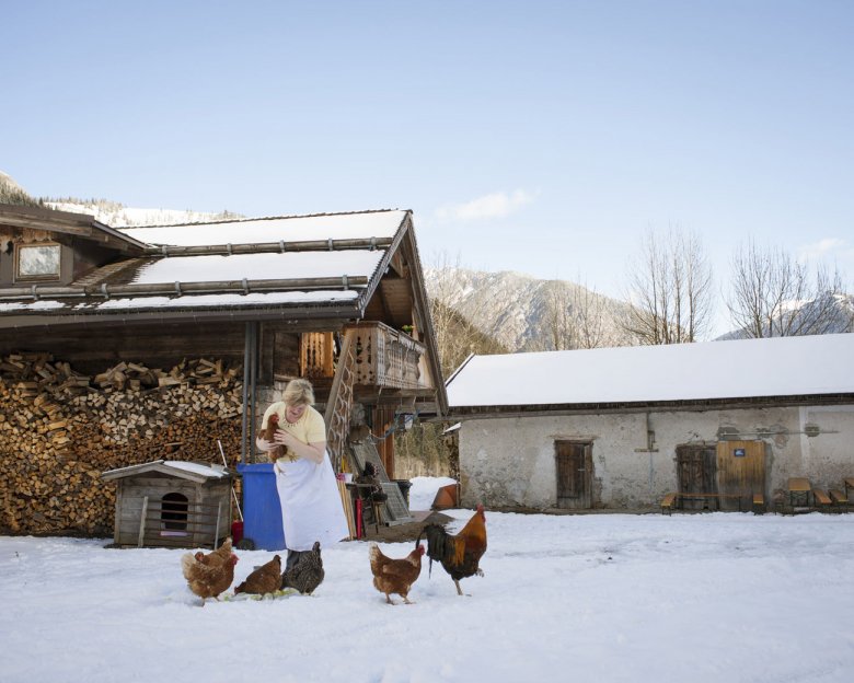 Gallo e galline nella fattoria in Tirolo.