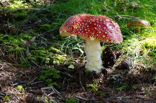 Fliegenpilz im Wald