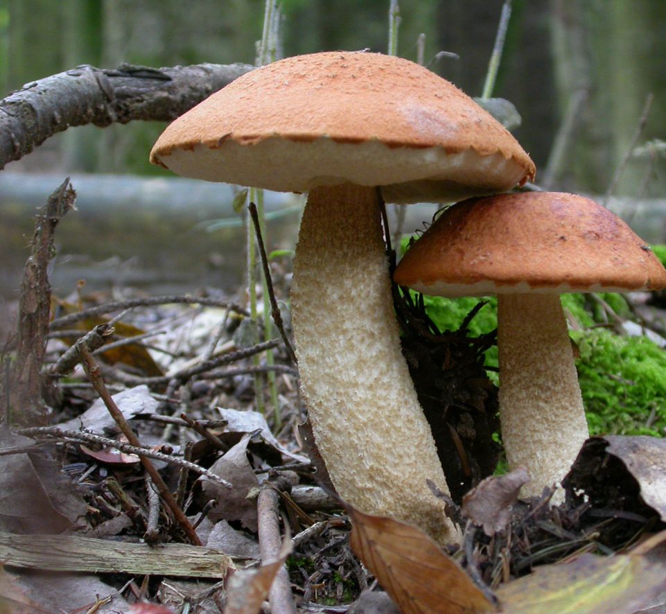 Zwei Birkenpilze im Wald