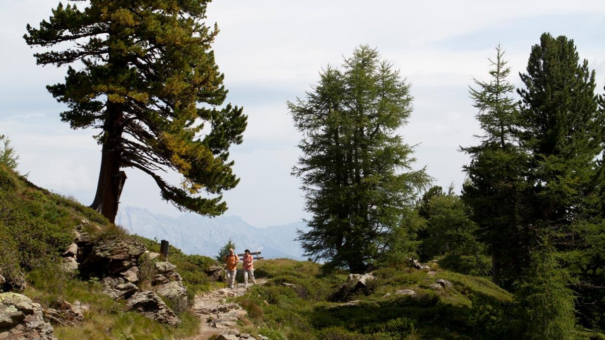 Questa escursione da Tulfes al Patscherkofel porta attraverso il bosco di pini cembri più grande d’Europa. Il percorso che si snoda a 2.000 metri di quota è adatto anche per i bambini, dato che quasi tutti i metri di dislivello si superano con la funivia. Spettacolare a maggio: la fioritura dei rododendri., © Tirol Werbung/Jenewein Markus