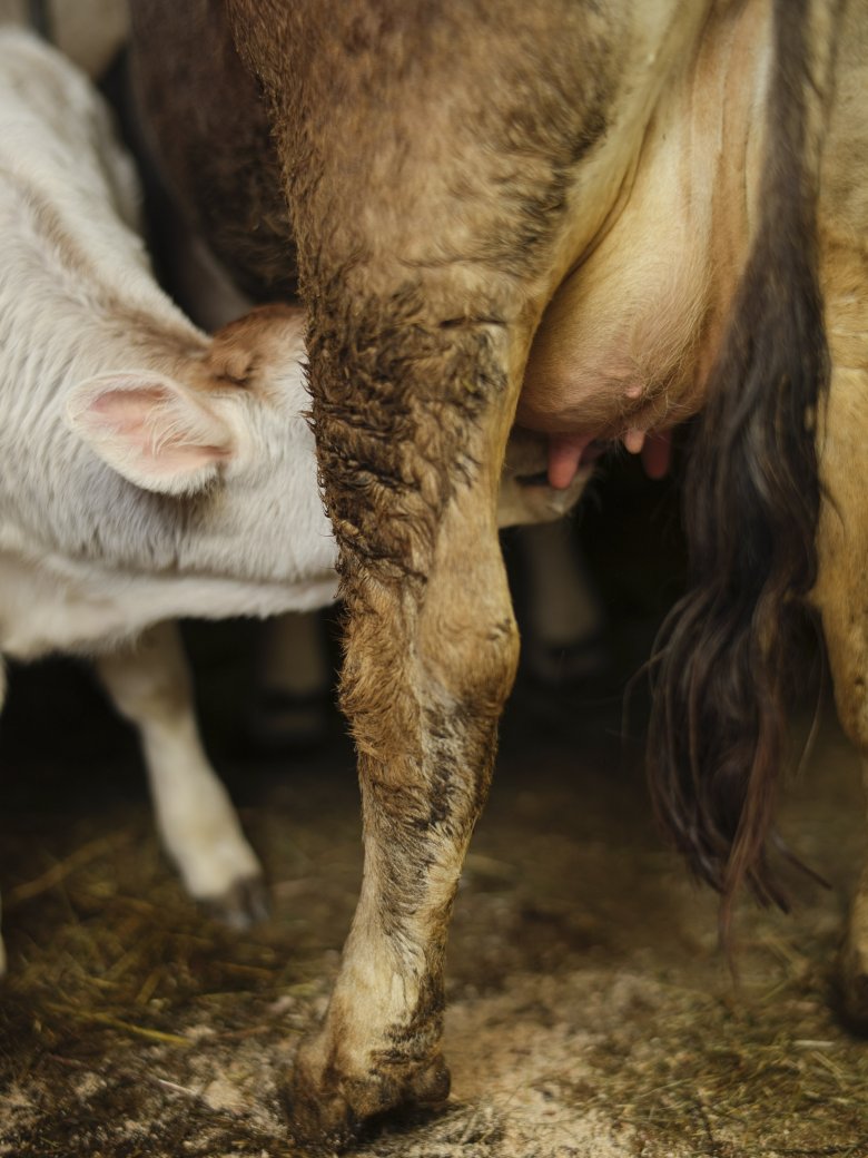 Con l&#39;allevamento materno i vitelli rimangono con la madre per tre o quattro mesi. Qui Leo sta giusto facendo colazione.