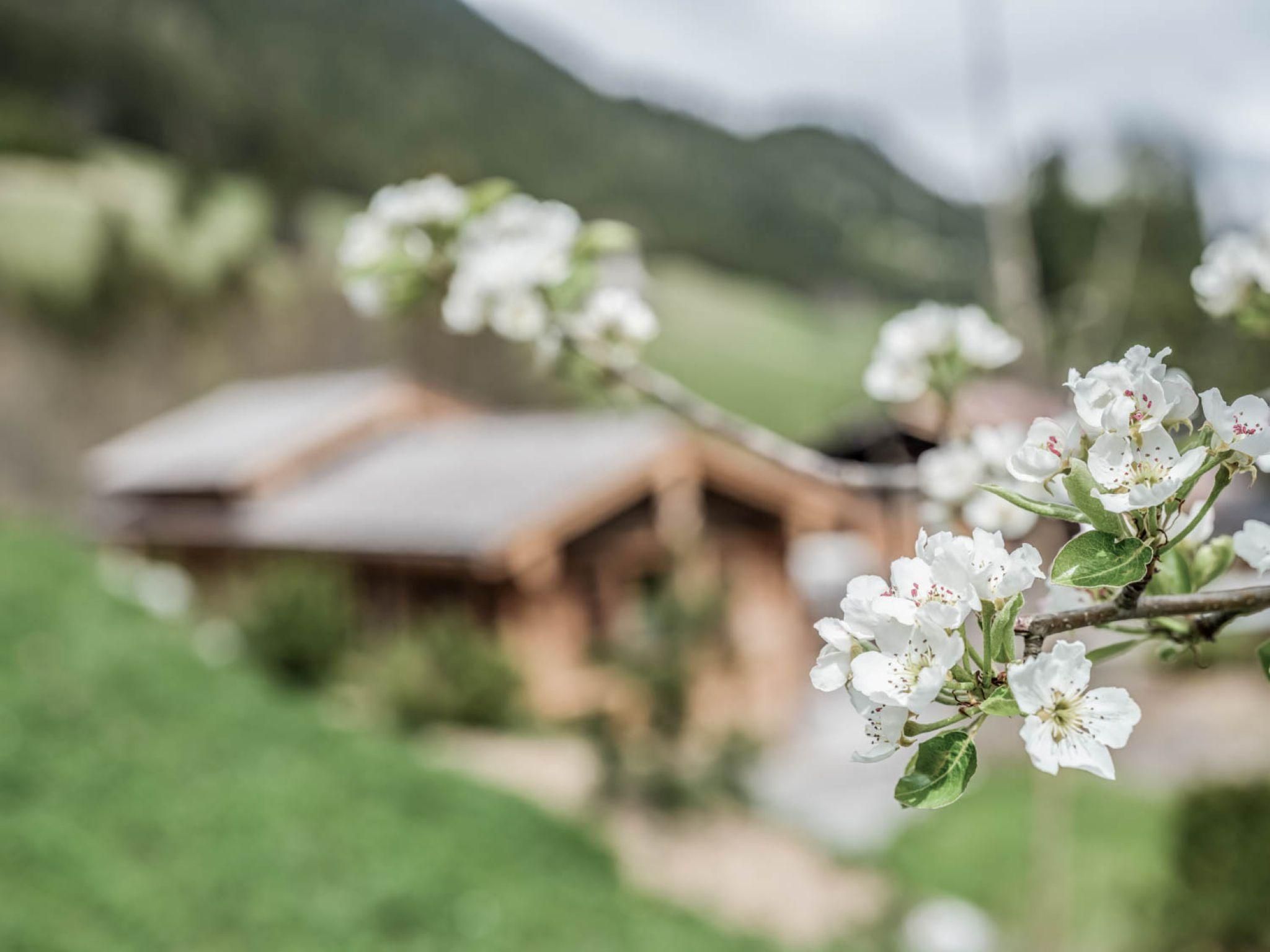 A blooming branch with white flowers in the foreground. In the background, a chalet can be seen in a green landscape.