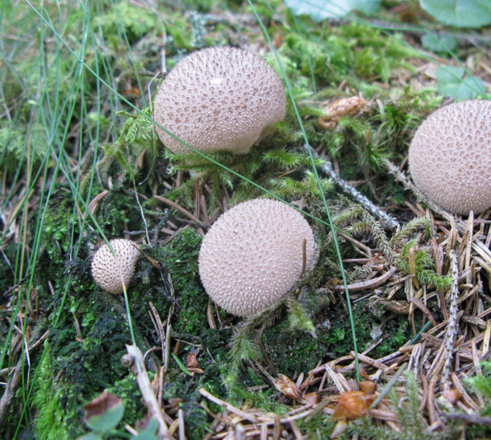 Bovisten Pilze auf Moosboden