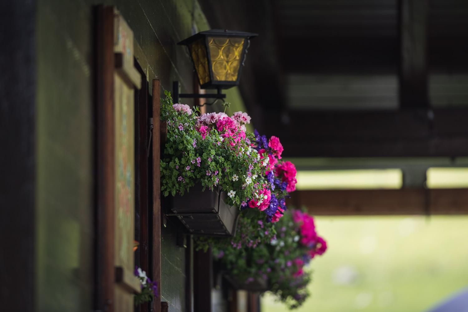 Colorful flower boxes with pink and purple flowers hang on a wall. A lamp is also visible and provides a cozy atmosphere.