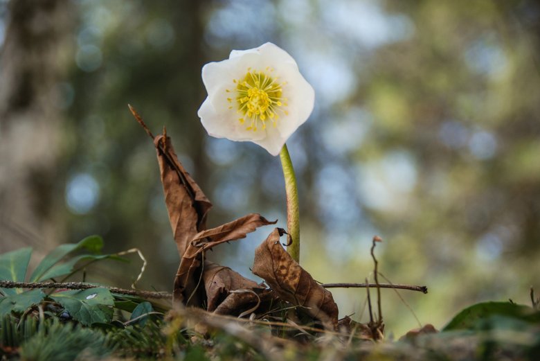 Dalla piccola delicata rosellina nasce … Foto: Jannis Braun