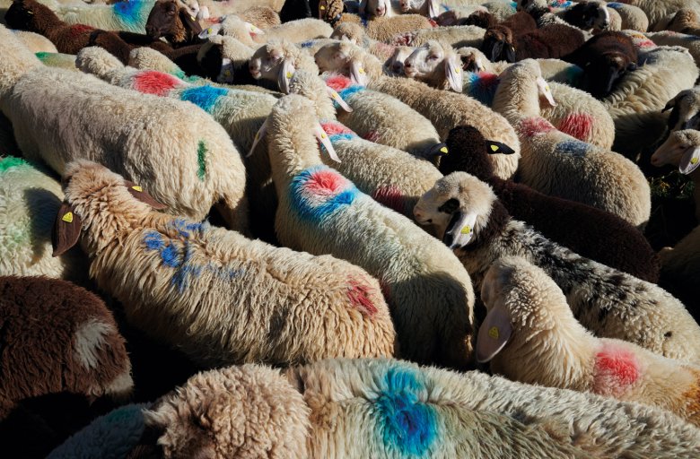 L’uso di marcatori colorati permette di identificare il proprietario delle pecore, contrassegnate con punti e simboli rossi, viola, verdi e blu.
