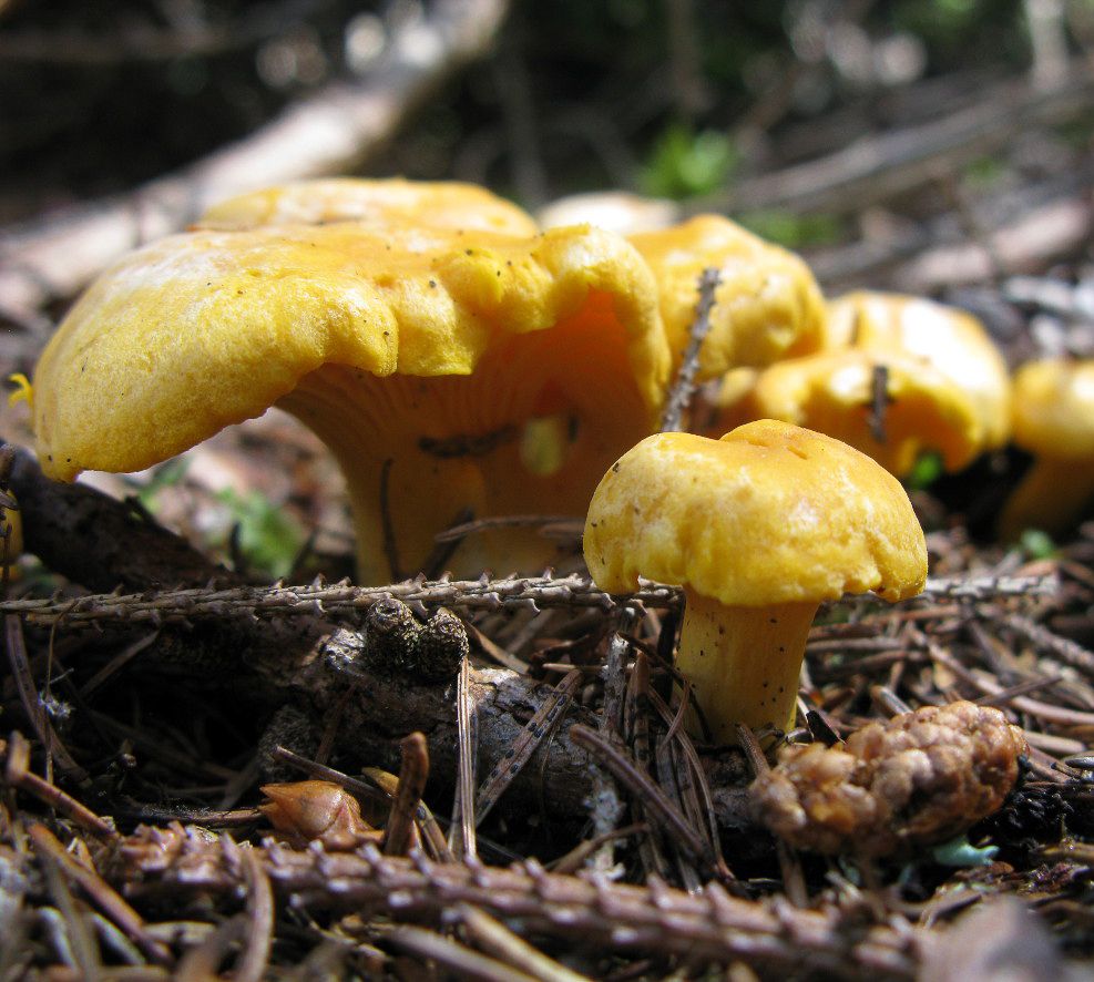 Gold-gelbe Eierschwammerl auf Waldboden
