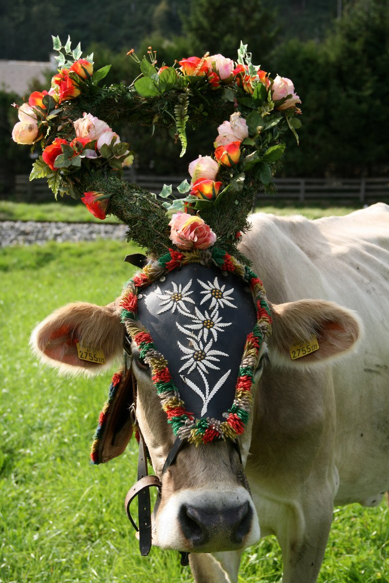 Mucca decorata all&#39;Almabtrieb., © Tirol Werbung, Bernhard Aichner