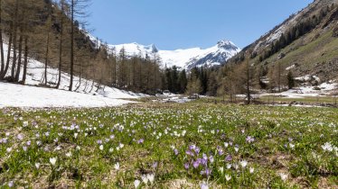 La valle Gschlößtal, © Tirol Werbung/Mario Webhofer