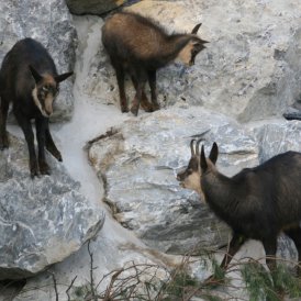 Camosci nello Zoo Alpino di Innsbruck, © Alpenzoo