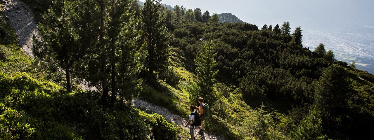 Il Sentiero dei pini cembri, © Region Hall-Wattens/Daniel Zangerl