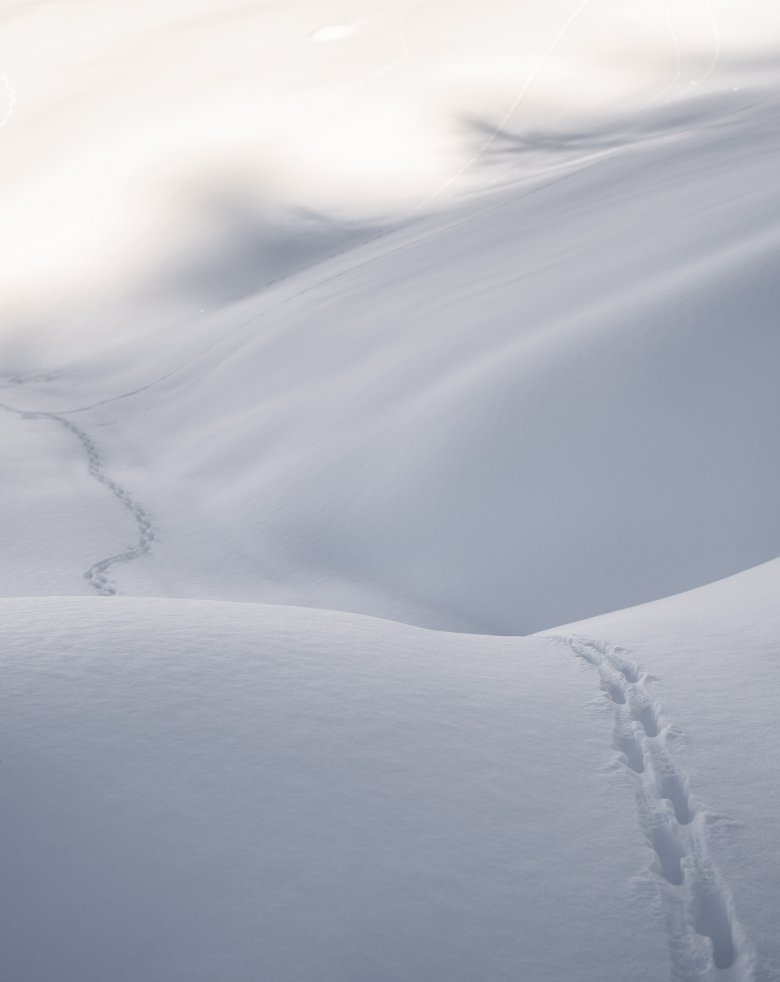 Orme nella neve: la vera solitudine. La fortuna di essere preceduti soltanto da qualche animale.