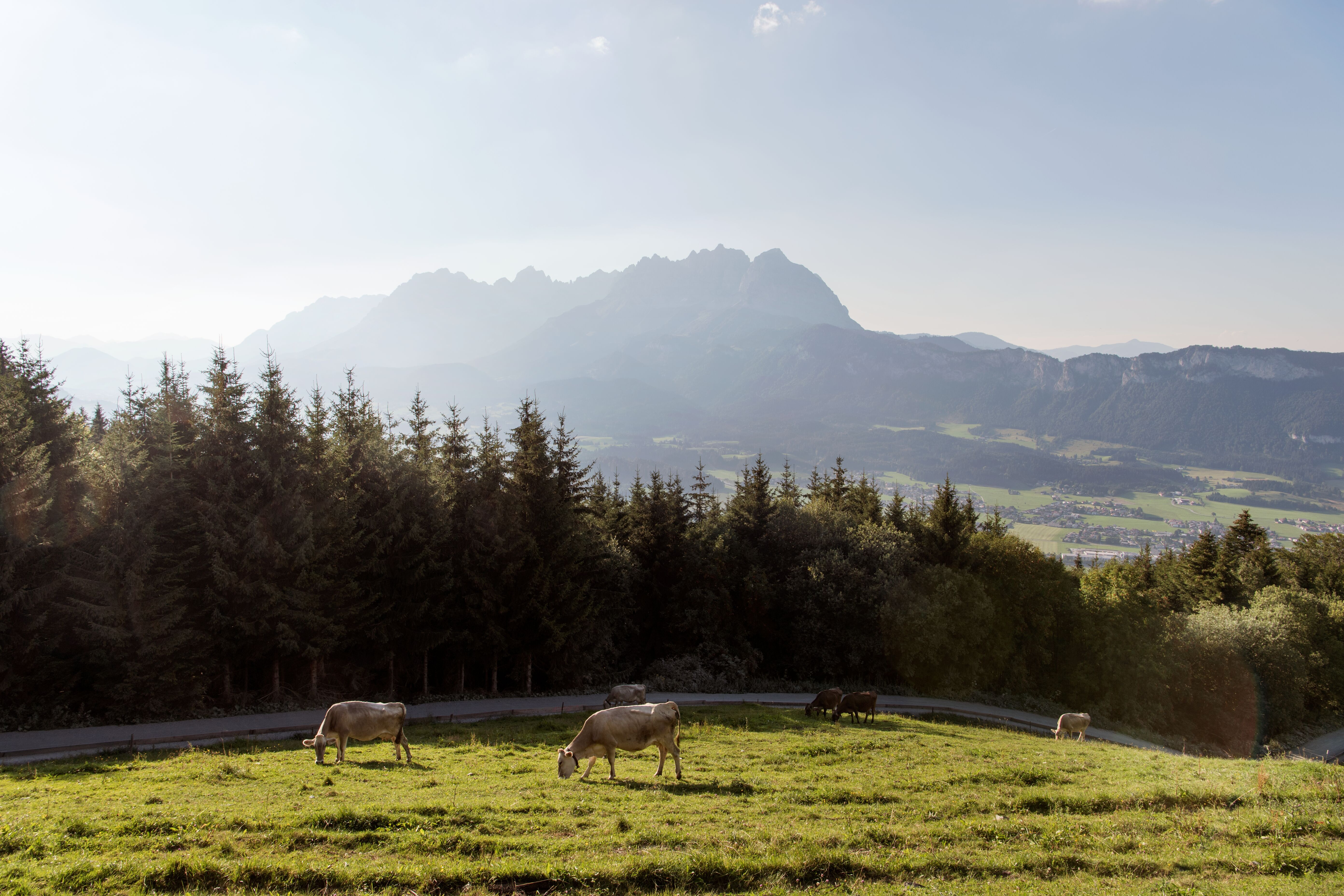Angerer Alm St. Johann, Kühe vor dem Wilden Kaiser
