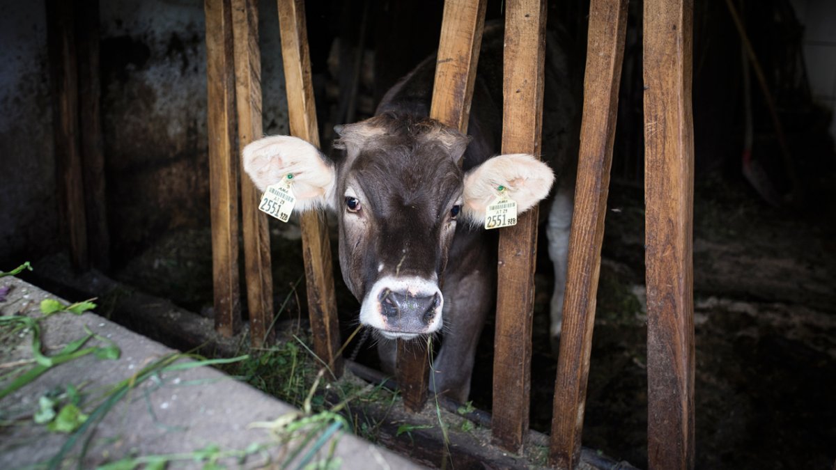 Gintherhof, mucche e vitelli, © Tirol Werbung/Lisa Hörterer