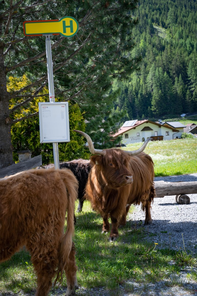 La prossima topmodel con criniera dell&#39;Austria: il bestiame delle Highland scozzese si sente molto a suo agio anche in Tirolo.