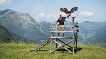 Spettacoli di uccelli rapaci all'Adlerbühne, © Mayrhofen Bergbahnen